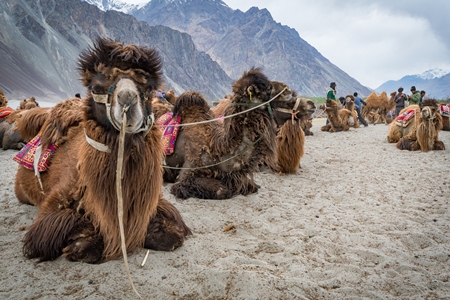 Bactrian camels harnessed ready for tourist animal rides at Pangong Lake in Ladakh