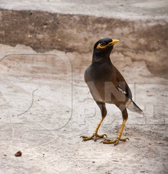 Indian mynah bird on ground
