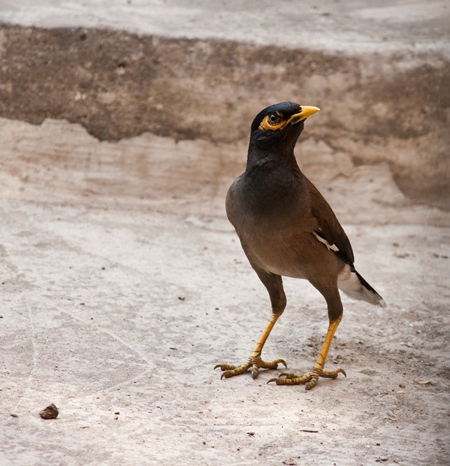 Indian mynah bird on ground