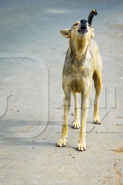 Stray street dog on road barking or howling in urban city