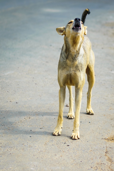Stray street dog on road barking or howling in urban city