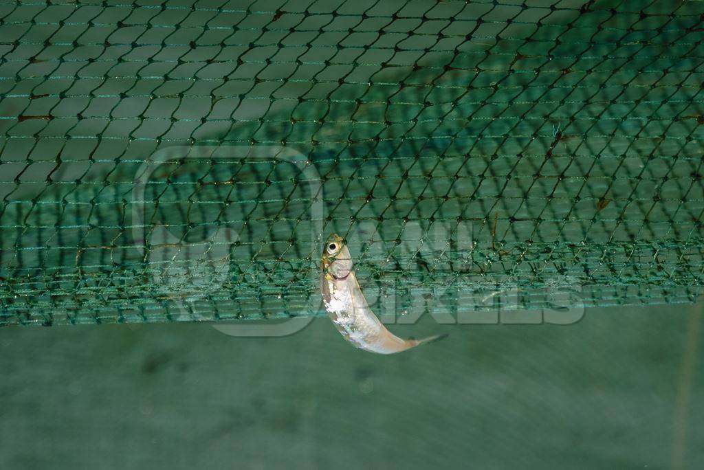 Small fish caught in green fishing net caught at Kochi fishing habour