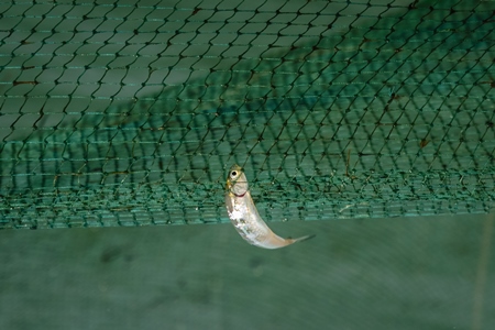 Small fish caught in green fishing net caught at Kochi fishing habour