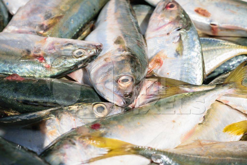 Fish on sale at a fish market at Sassoon Docks