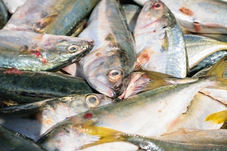 Fish on sale at a fish market at Sassoon Docks