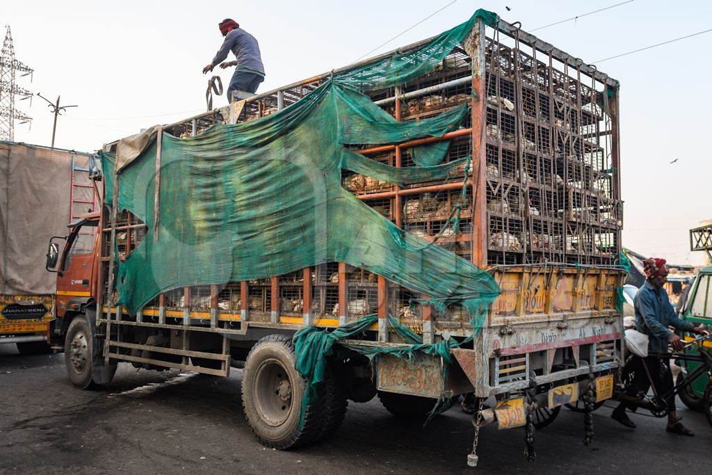 Many Indian broiler chickens in cages on large transport trucks at Ghazipur murga mandi, Ghazipur, Delhi, India, 2022