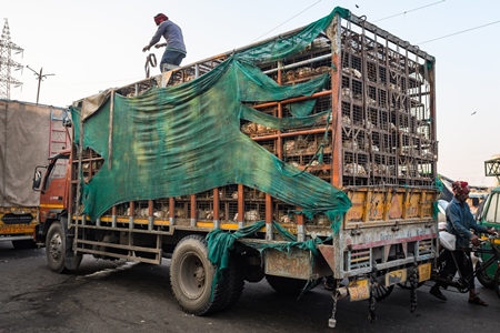 Many Indian broiler chickens in cages on large transport trucks at Ghazipur murga mandi, Ghazipur, Delhi, India, 2022