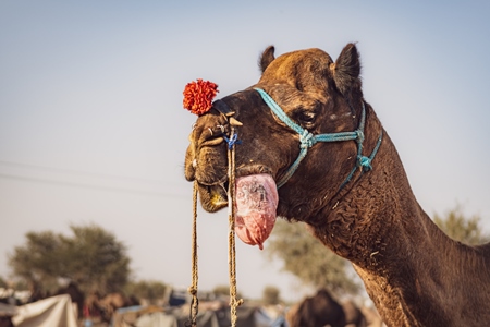 Head of male Indian camel with dulla at Nagaur Cattle Fair, Nagaur, Rajasthan, India, 2022