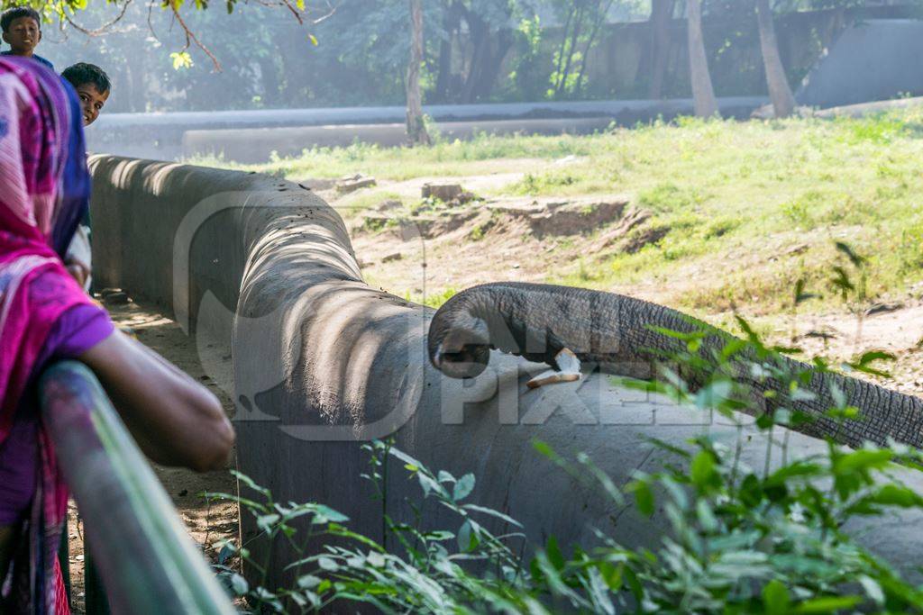 Trunk of captive Indian elephant in an enclosure in captivity in a zoo in Patna