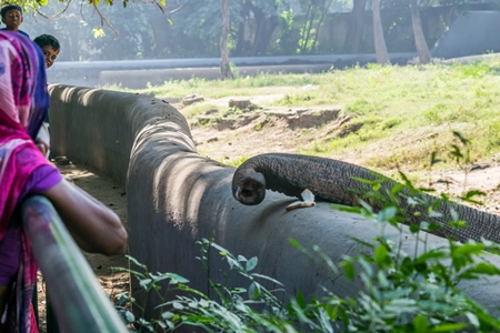 Trunk of captive Indian elephant in an enclosure in captivity in a zoo in Patna