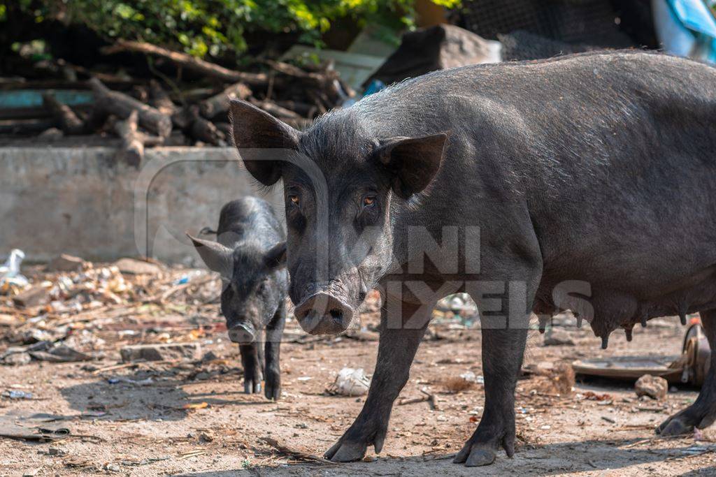 Indian urban or feral pigs in a slum area in an urban city in Maharashtra in India