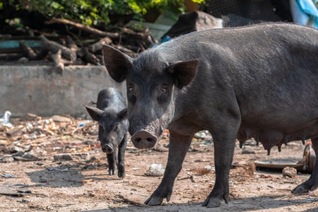 Indian urban or feral pigs in a slum area in an urban city in Maharashtra in India