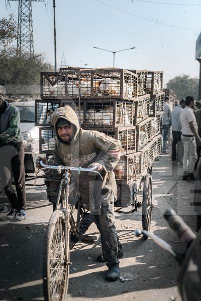 Man pushing a tricycle chicken cart with Indian broiler chickens in cages at Ghazipur murga mandi, Ghazipur, Delhi, India, 2022