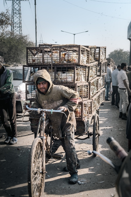 Man pushing a tricycle chicken cart with Indian broiler chickens in cages at Ghazipur murga mandi, Ghazipur, Delhi, India, 2022