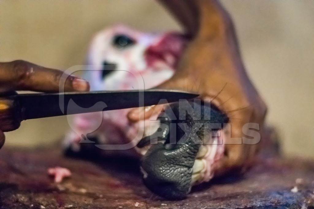 Butcher cutting head of buffalo with a knife in Crawford meat market