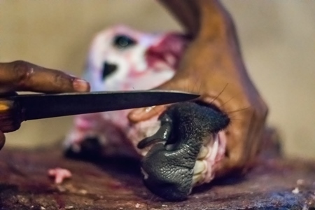 Butcher cutting head of buffalo with a knife in Crawford meat market