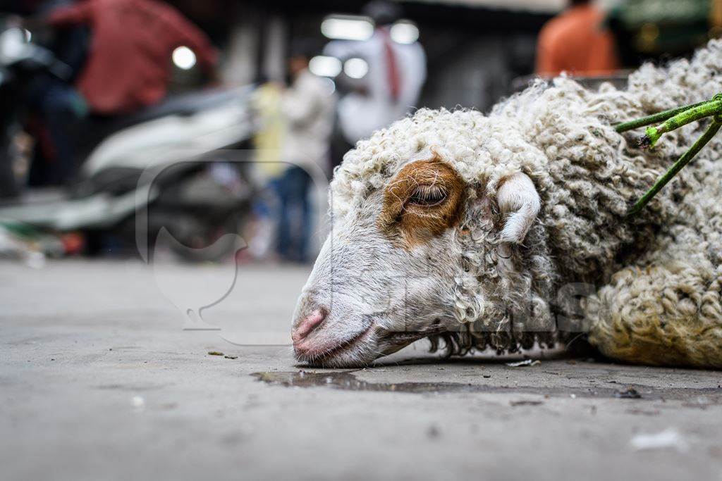 Farmed sheep tied up on the ground near a meat shop, in a street in the city of Delhi, India, 2023