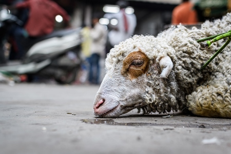 Farmed sheep tied up on the ground near a meat shop, in a street in the city of Delhi, India, 2023