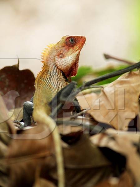 Oriental garden lizard in Kerala