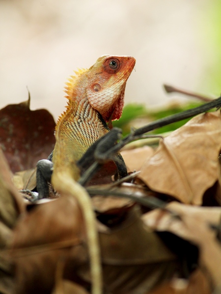 Oriental garden lizard in Kerala