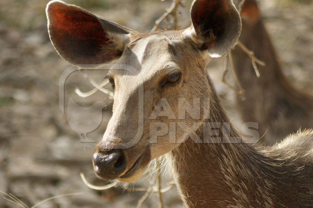 One brown Indian antelope