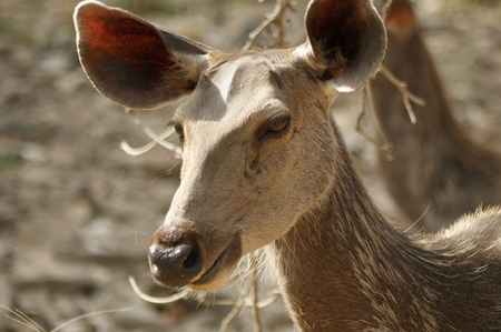 One brown Indian antelope