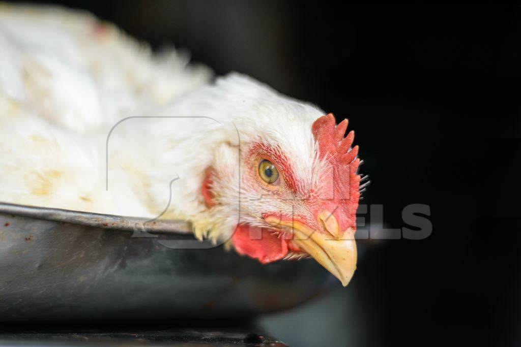 Broiler chicken sitting in a weighing scale at a chicken shop