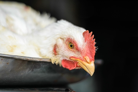 Broiler chicken sitting in a weighing scale at a chicken shop