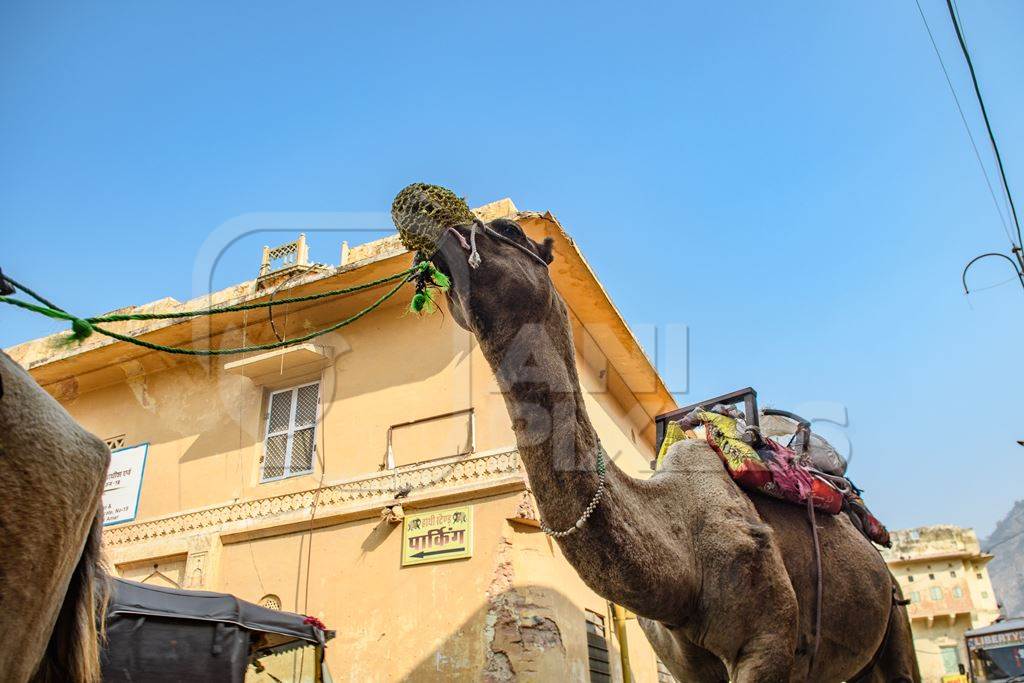 Indian camels walking along the road to be used for camel rides for tourists, Amer, just outside Jaipur, Rajasthan, India, 2022