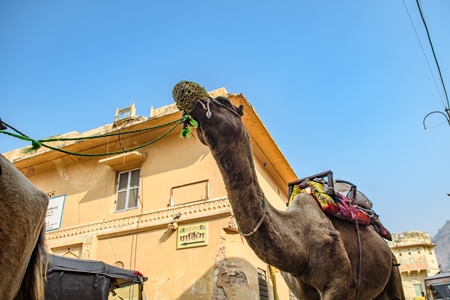 Indian camels walking along the road to be used for camel rides for tourists, Amer, just outside Jaipur, Rajasthan, India, 2022