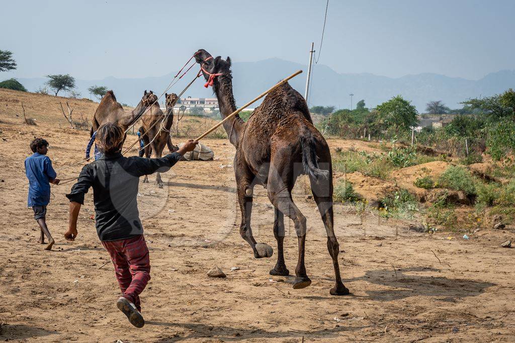 Camel with leg tied up and hit to train it to dance at Pushkar camel fair