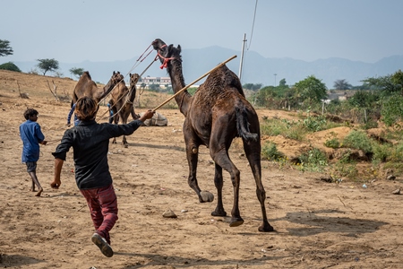 Camel with leg tied up and hit to train it to dance at Pushkar camel fair