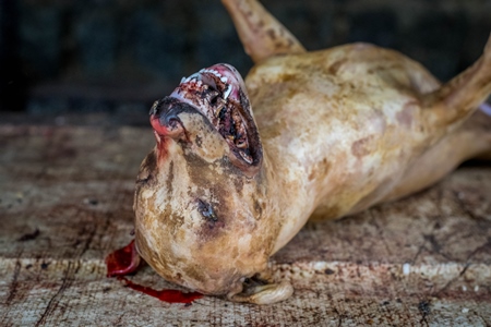 Photo of dead Indian dog killed for dog meat at a live dog meat market in Kohima in the Northeast of India, 2018