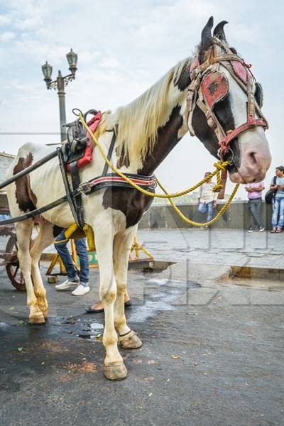 Brown and white horse used for carriage rides in Mumbai