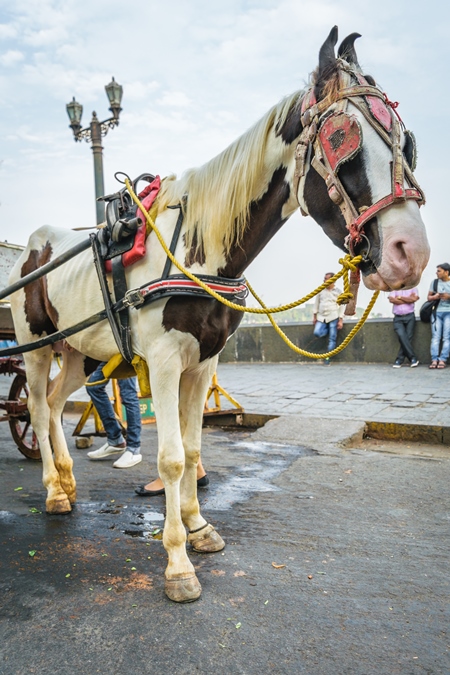 Brown and white horse used for carriage rides in Mumbai