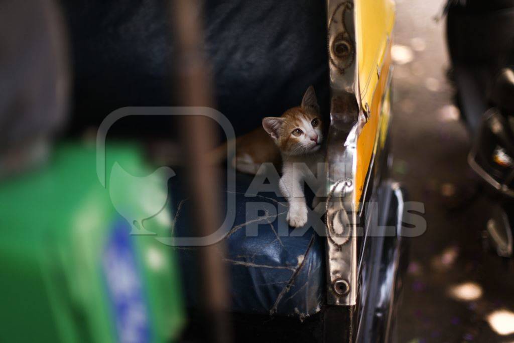 Kitten in autorickshaw