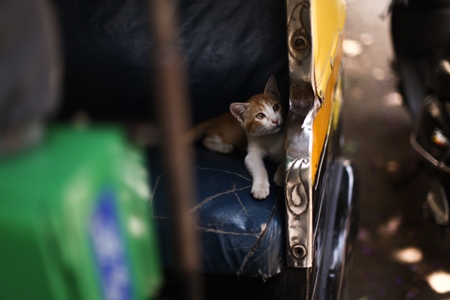 Kitten in autorickshaw