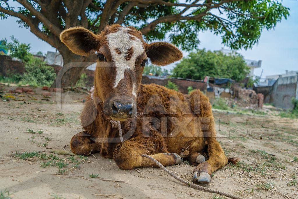 Dairy calf tied up in a rural village outside Haridwar in Uttarakhand