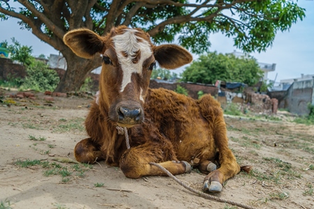 Dairy calf tied up in a rural village outside Haridwar in Uttarakhand