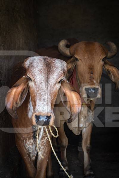 Brown Indian Brahman cows tied up in shed on a farm in rural Maharashtra in India