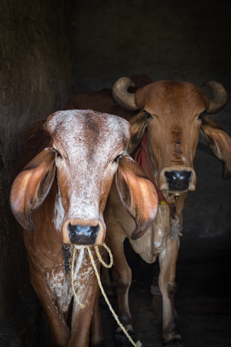 Brown Indian Brahman cows tied up in shed on a farm in rural Maharashtra in India