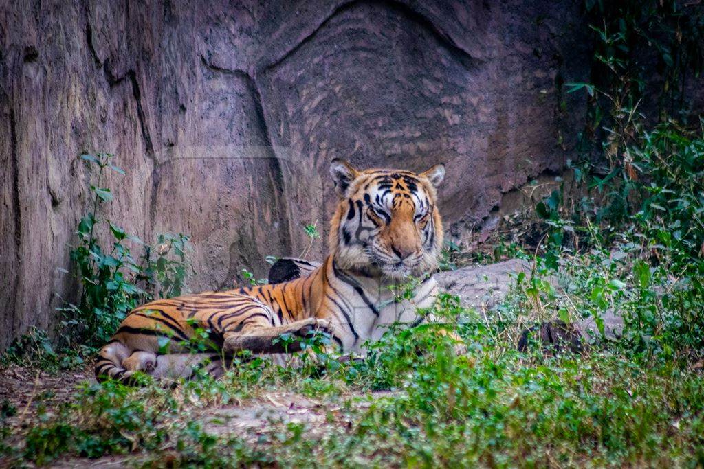 Tiger sitting in its enclosure with wall at Rajiv Gandhi zoo at Katraj in Pune