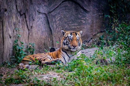 Tiger sitting in its enclosure with wall at Rajiv Gandhi zoo at Katraj in Pune