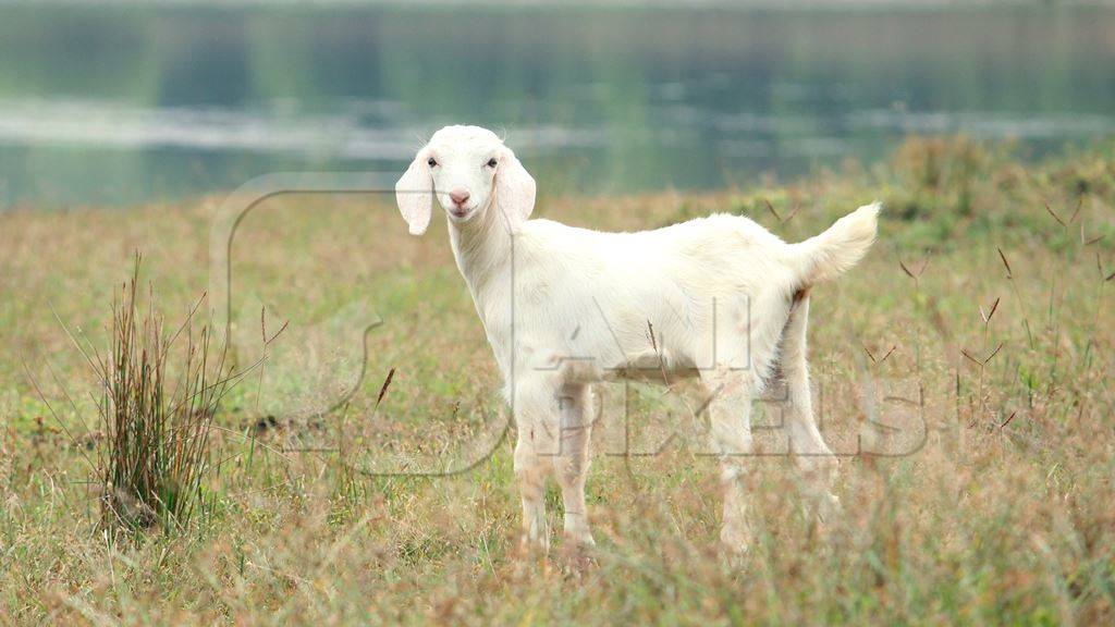 Goat in a field by a lake