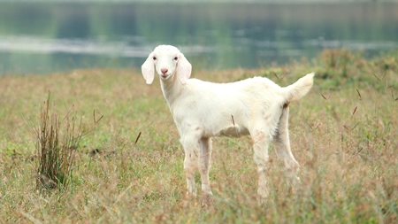 Goat in a field by a lake