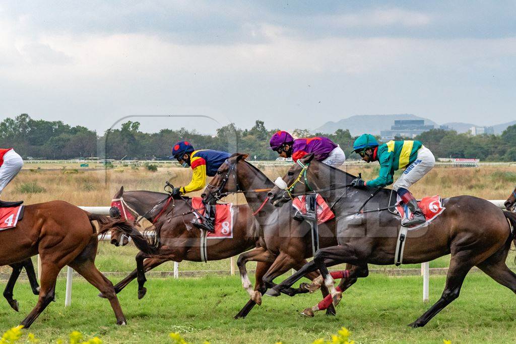 Many Indian horses racing in horse race at Pune racecourse, Maharashtra, India, 2021