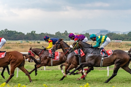 Many Indian horses racing in horse race at Pune racecourse, Maharashtra, India, 2021