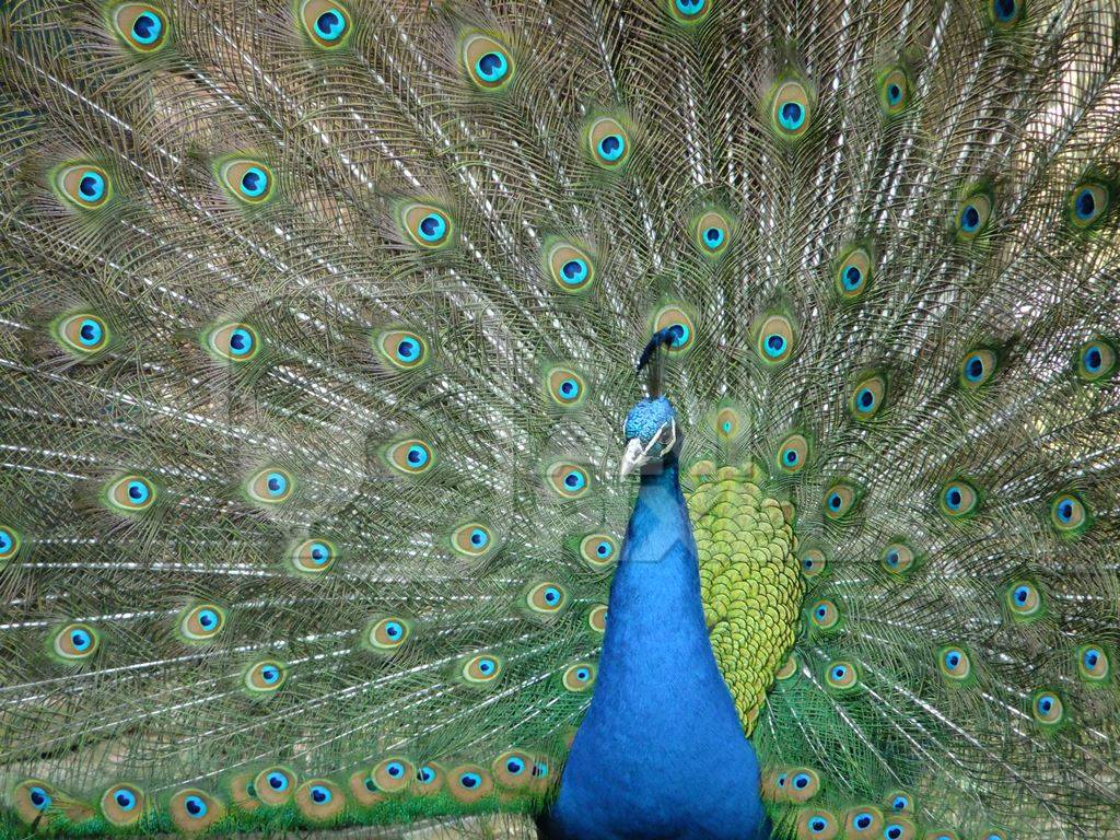 Beautiful blue peacock bird fanning his tail