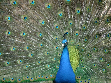 Beautiful blue peacock bird fanning his tail