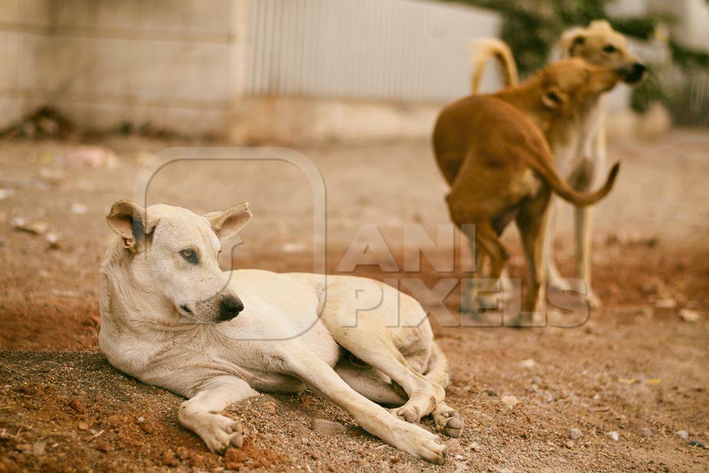 Stray street dogs on road in urban city